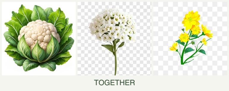 Can you plant cauliflower, alyssum and calendula together?