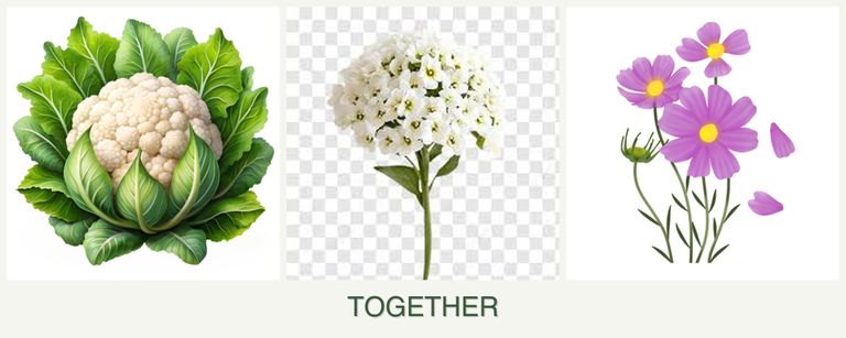 Can you plant cauliflower, alyssum and cosmos together?