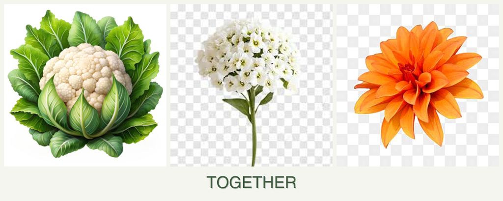 Can you plant cauliflower, alyssum and dahlias together?