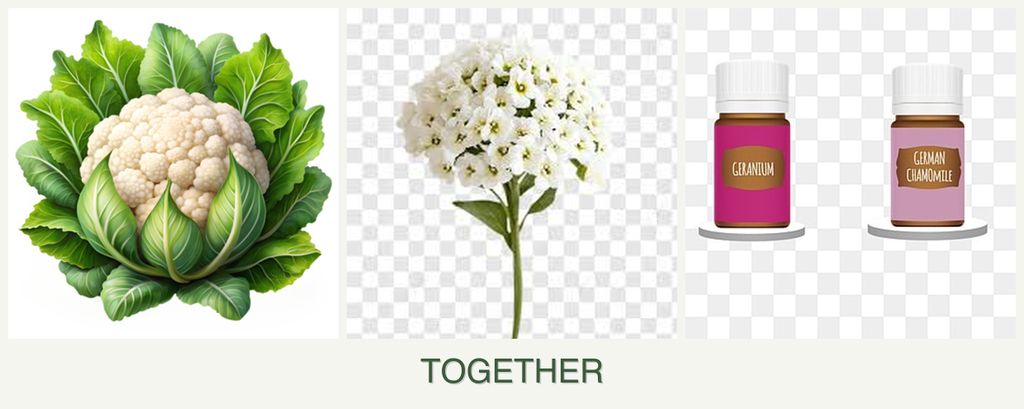 Can you plant cauliflower, alyssum and geraniums together?