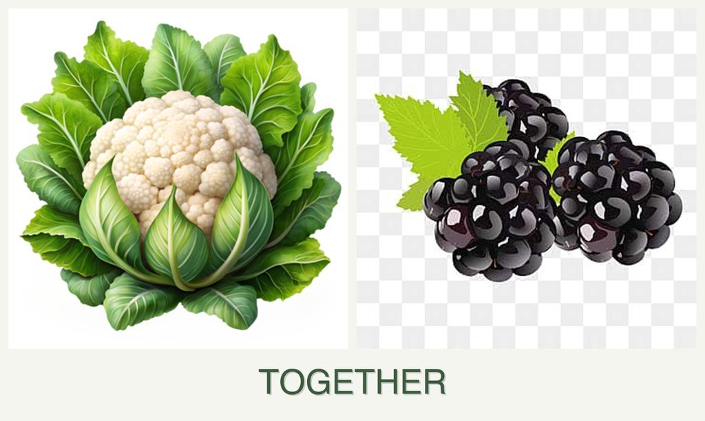 Can you plant cauliflower and blackberries together?
