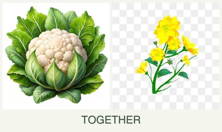 Can you plant cauliflower and calendula together?