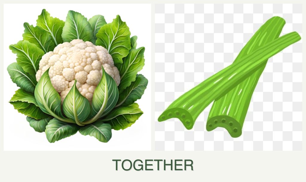 Can you plant cauliflower and celery together?