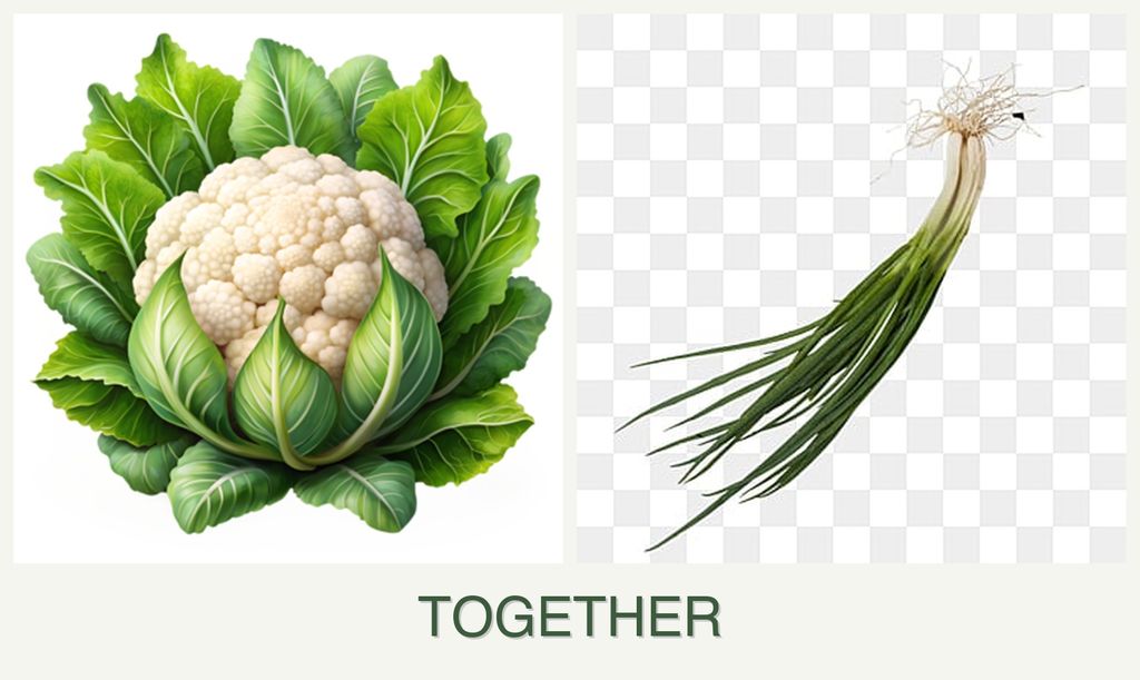 Can you plant cauliflower and chives together?