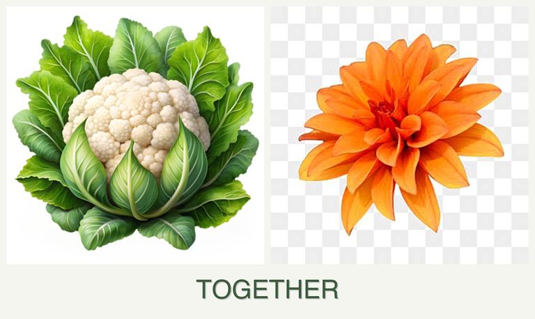 Can you plant cauliflower and dahlias together?