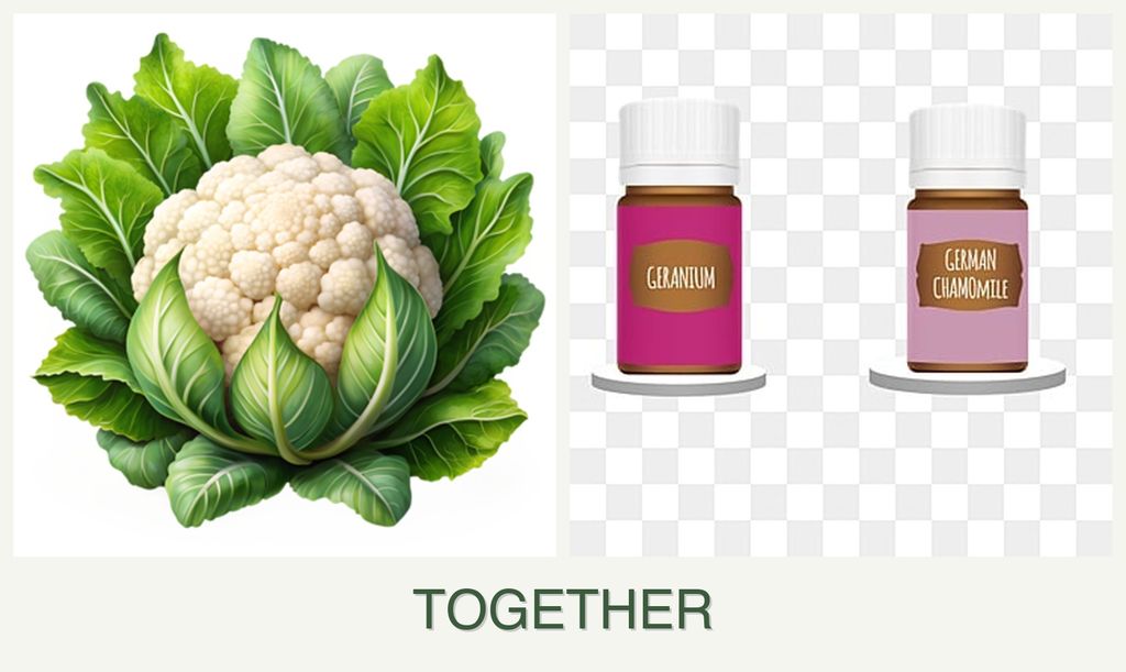Can you plant cauliflower and geraniums together?