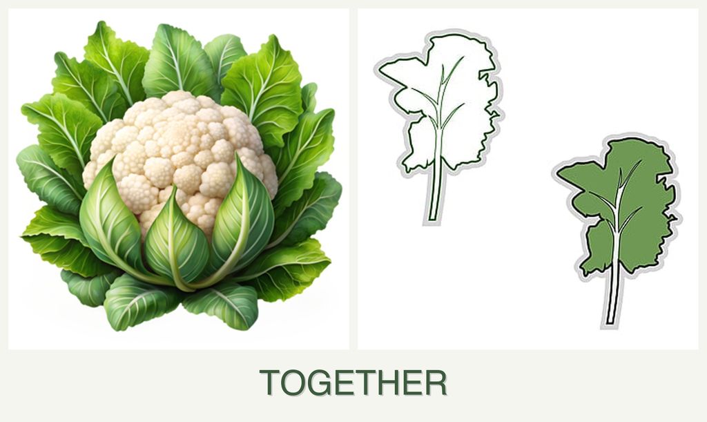 Can you plant cauliflower and kale together?