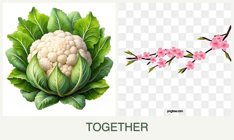 Can you plant cauliflower and peaches together?