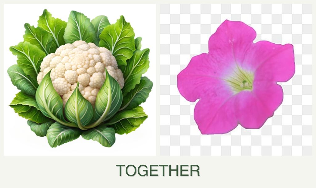 Can you plant cauliflower and petunias together?