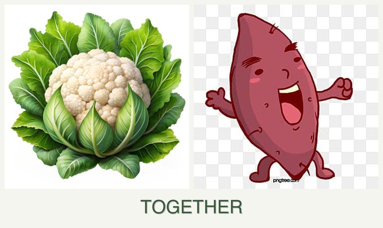Can you plant cauliflower and sweet potatoes together?