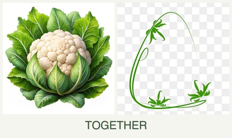 Can you plant cauliflower and tarragon together?