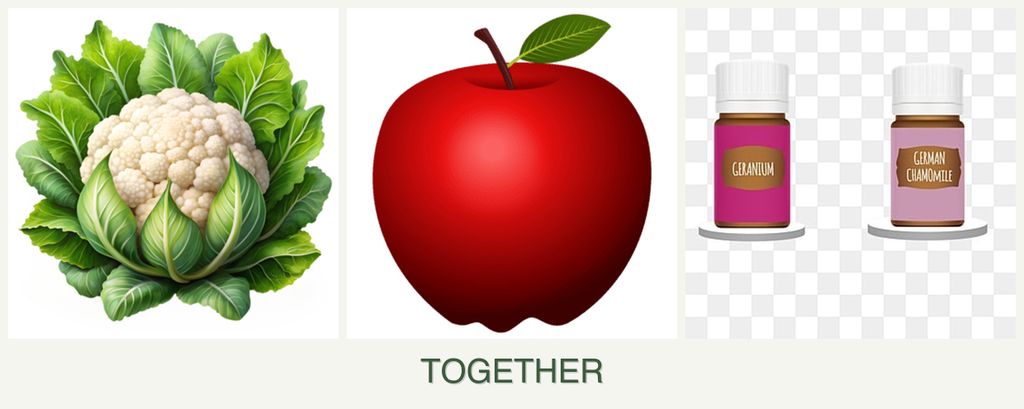 Can you plant cauliflower, apples and geraniums together?