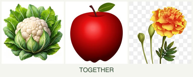 Can you plant cauliflower, apples and marigolds together?