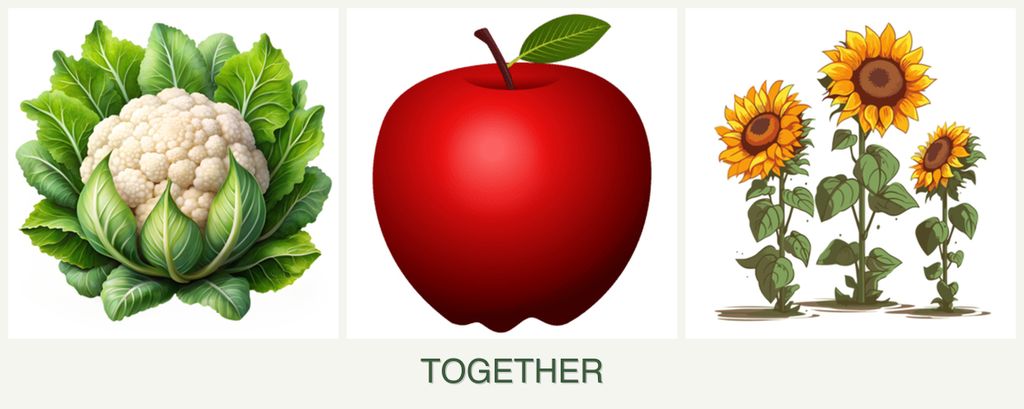 Can you plant cauliflower, apples and sunflowers together?