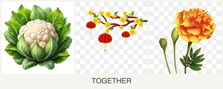 Can you plant cauliflower, apricots and marigolds together?