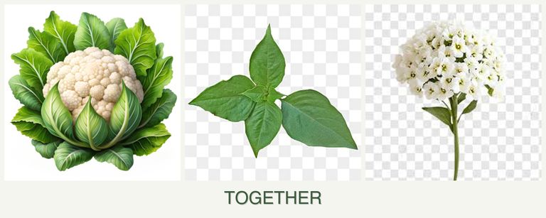 Can you plant cauliflower, basil and alyssum together?