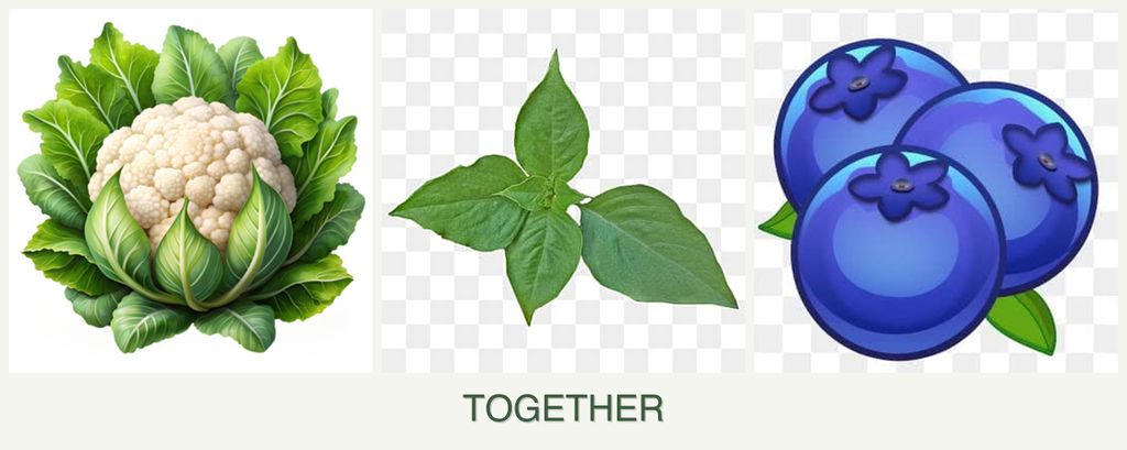 Can you plant cauliflower, basil and blueberries together?