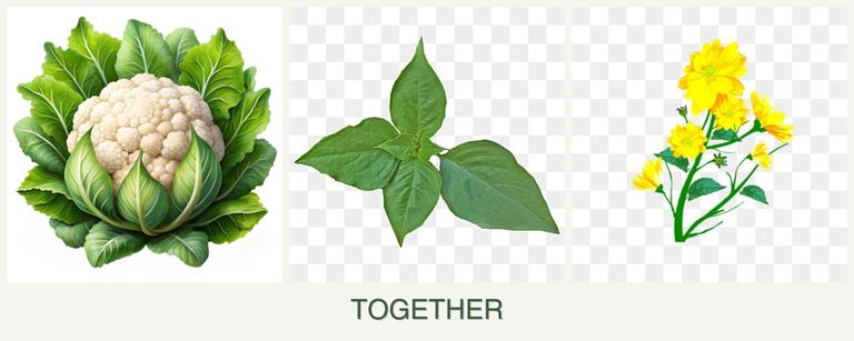 Can you plant cauliflower, basil and calendula together?