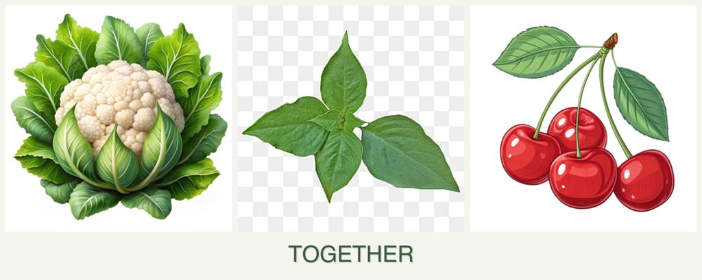 Can you plant cauliflower, basil and cherries together?