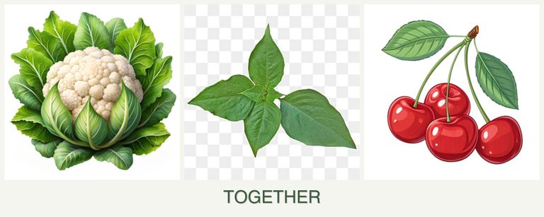Can you plant cauliflower, basil and cherries together?
