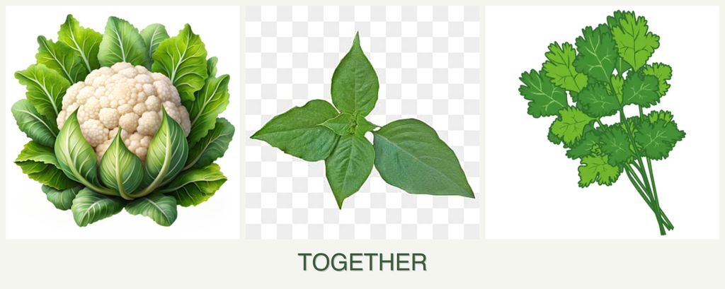 Can you plant cauliflower, basil and cilantro together?