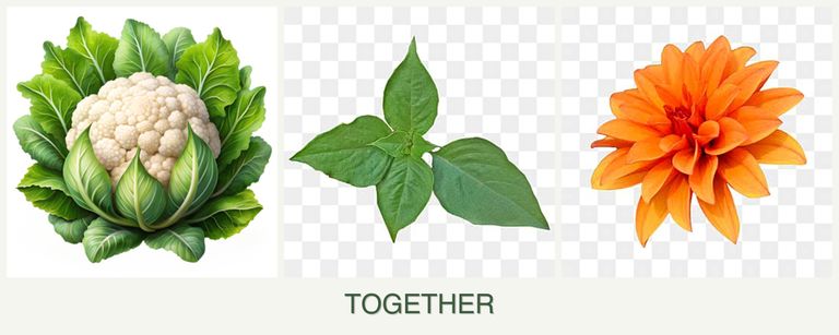 Can you plant cauliflower, basil and dahlias together?