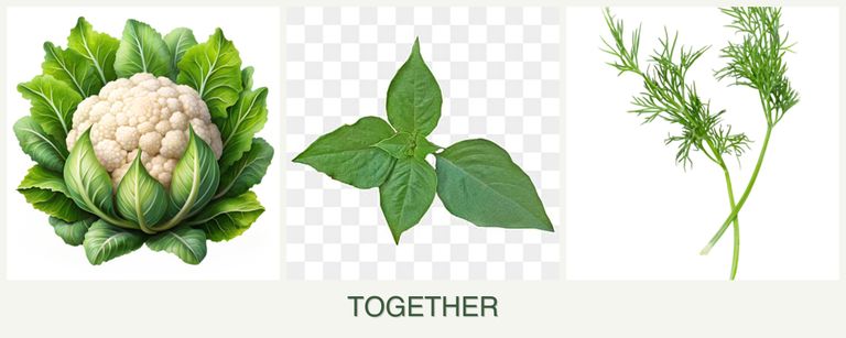 Can you plant cauliflower, basil and dill together?