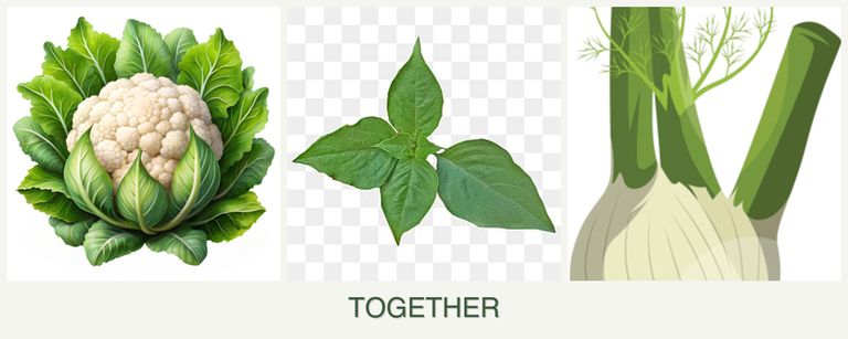 Can you plant cauliflower, basil and fennel together?
