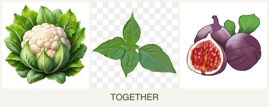 Can you plant cauliflower, basil and figs together?