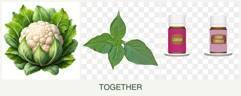 Can you plant cauliflower, basil and geraniums together?
