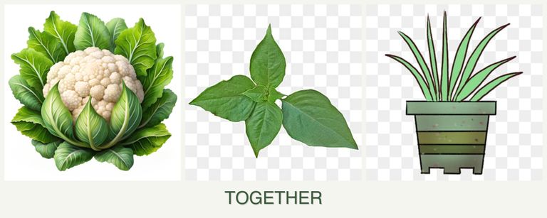 Can you plant cauliflower, basil and lemongrass together?