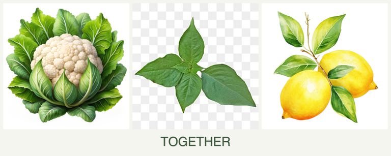 Can you plant cauliflower, basil and lemons together?