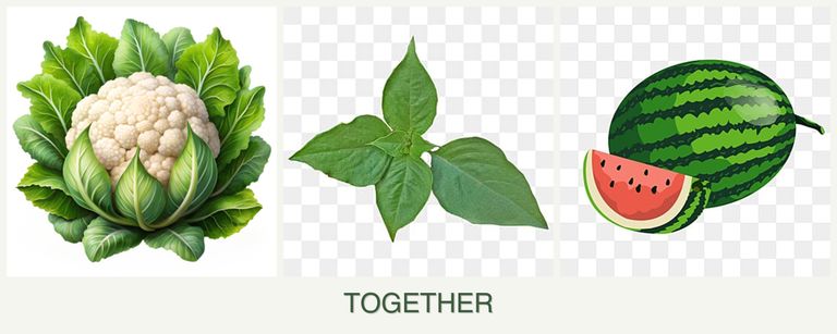 Can you plant cauliflower, basil and melons together?