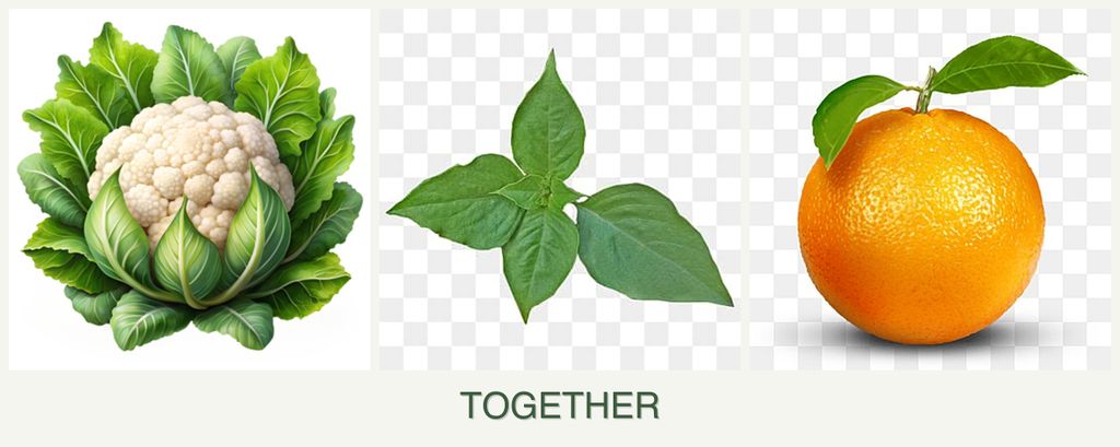 Can you plant cauliflower, basil and oranges together?