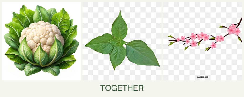 Can you plant cauliflower, basil and peaches together?