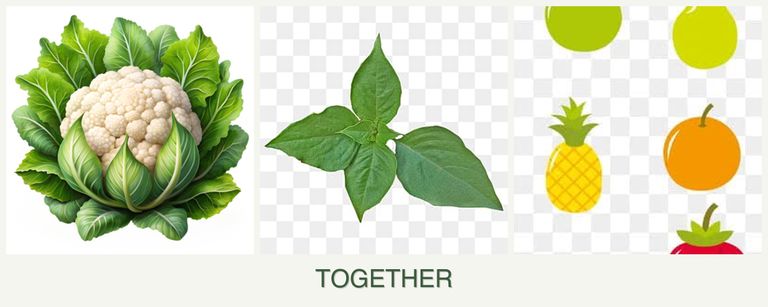Can you plant cauliflower, basil and pears together?
