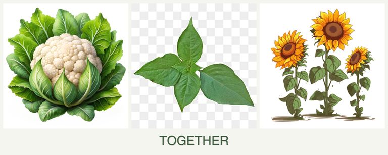 Can you plant cauliflower, basil and sunflowers together?