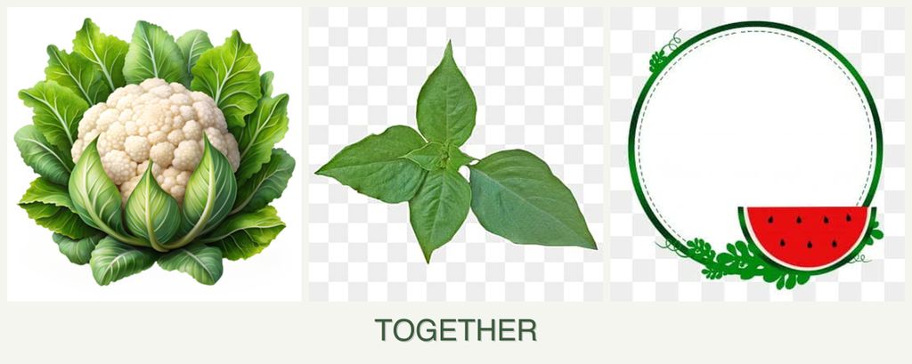 Can you plant cauliflower, basil and watermelons together?