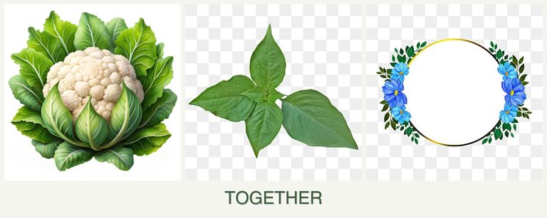Can you plant cauliflower, basil and zinnias together?