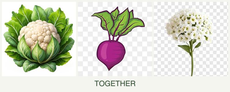 Can you plant cauliflower, beets and alyssum together?