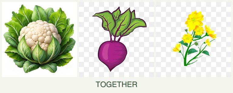 Can you plant cauliflower, beets and calendula together?