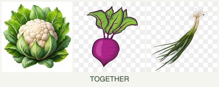 Can you plant cauliflower, beets and chives together?