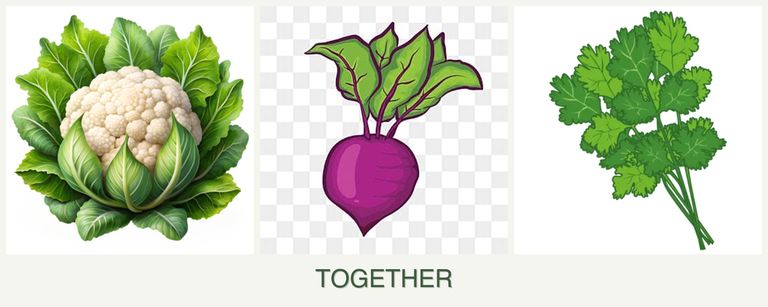Can you plant cauliflower, beets and cilantro together?
