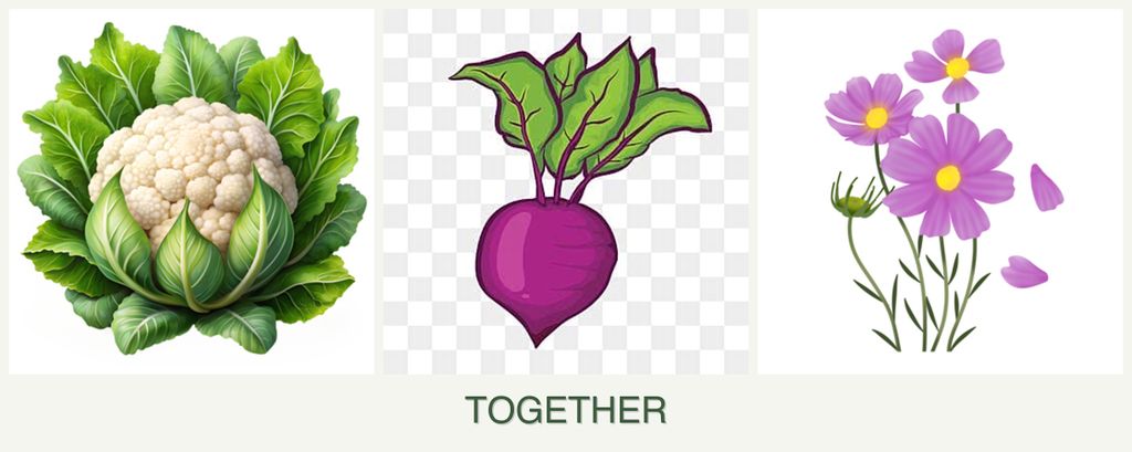 Can you plant cauliflower, beets and cosmos together?