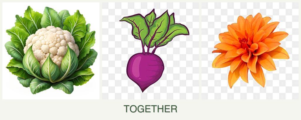 Can you plant cauliflower, beets and dahlias together?