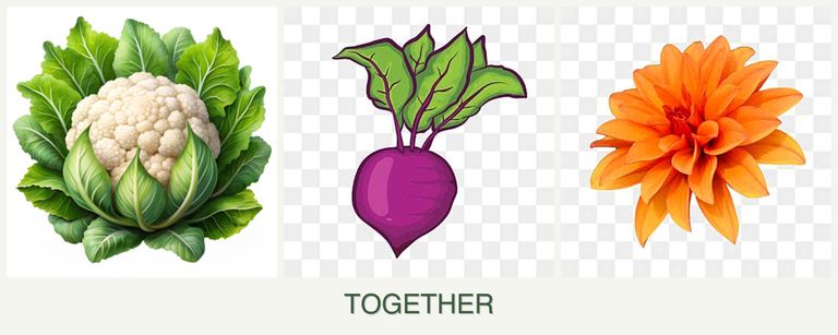 Can you plant cauliflower, beets and dahlias together?