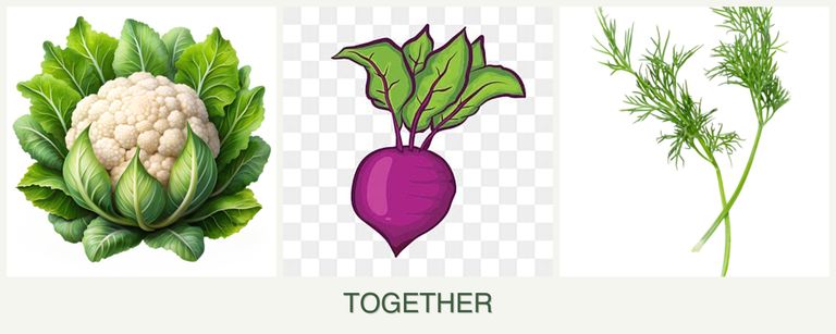 Can you plant cauliflower, beets and dill together?