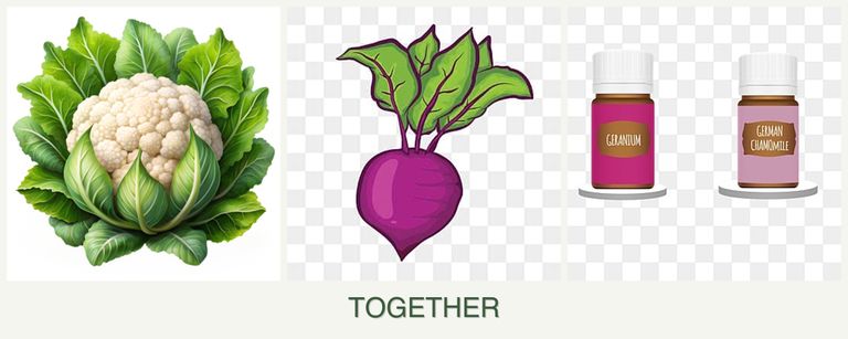 Can you plant cauliflower, beets and geraniums together?