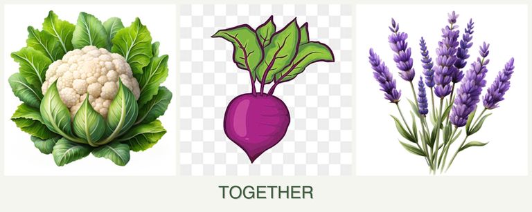 Can you plant cauliflower, beets and lavender together?