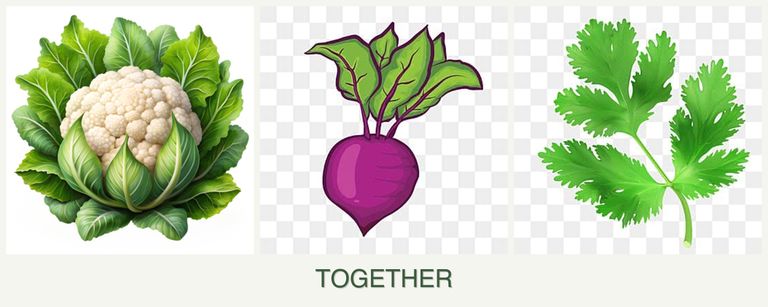 Can you plant cauliflower, beets and parsley together?